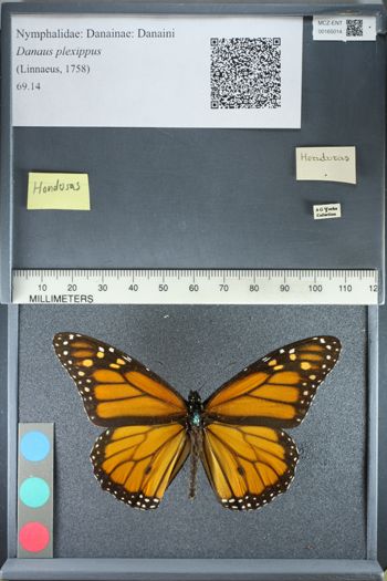 Media type: image;   Entomology 165014